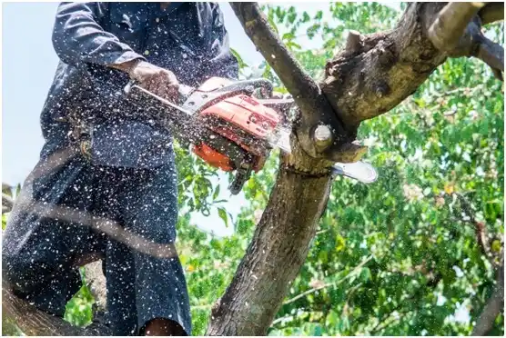 tree services West Milwaukee